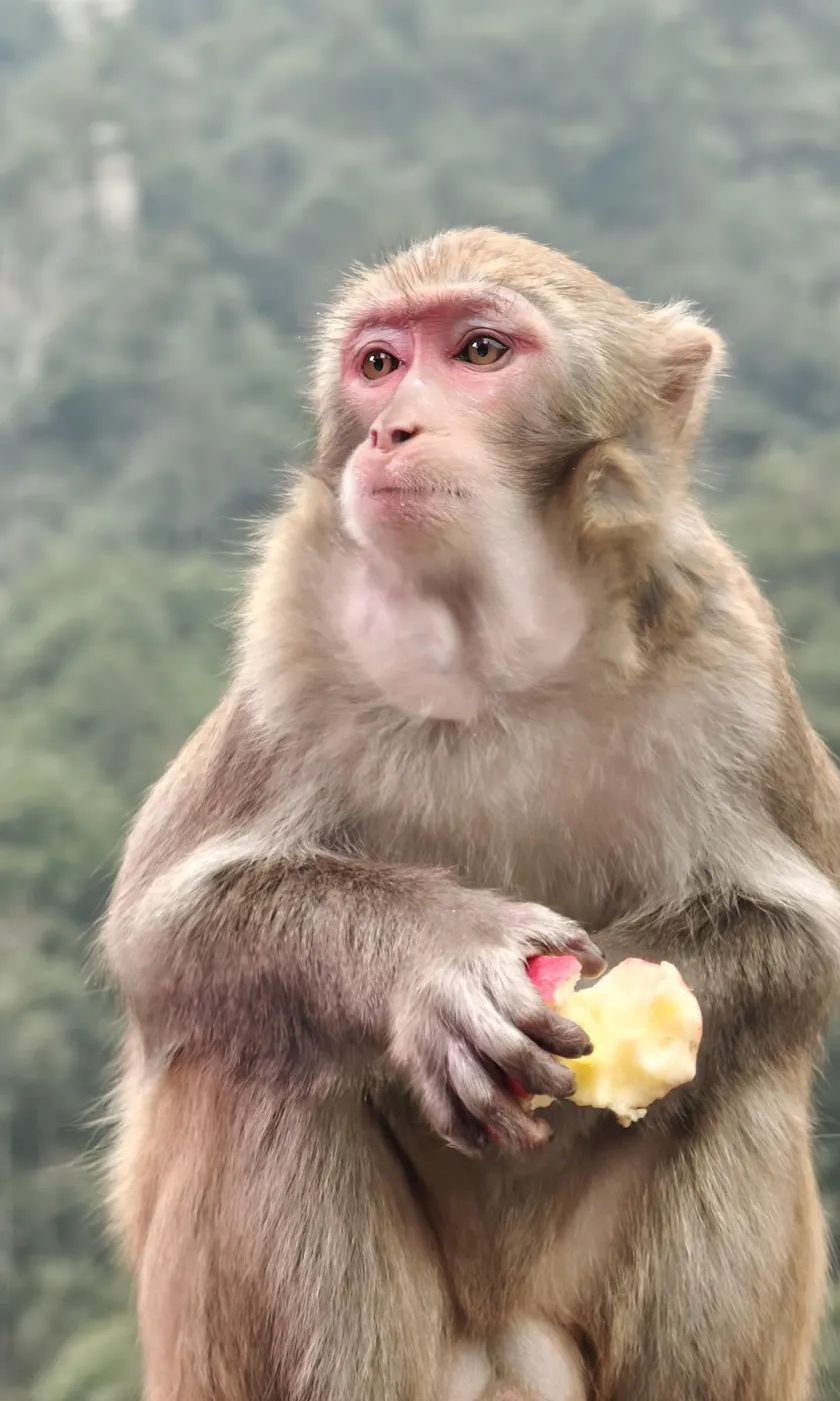 A wild macaque holding a piece of fruit beside Golden Whip Stream, Zhangjiajie