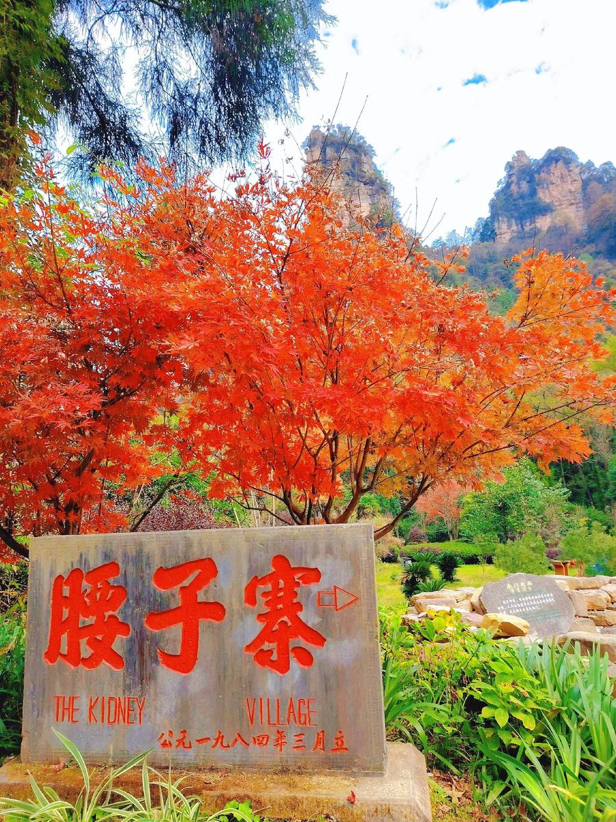 Old Yaozizhai stone marker from 1984 reading The Kidney Village, with red autumn maples and sandstone peaks behind, Zhangjiajie National Forest Park